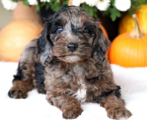 Cowboy Cockapoo