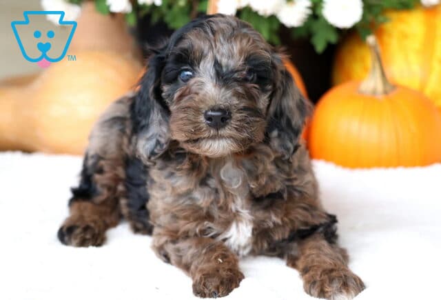 Cowboy Cockapoo image