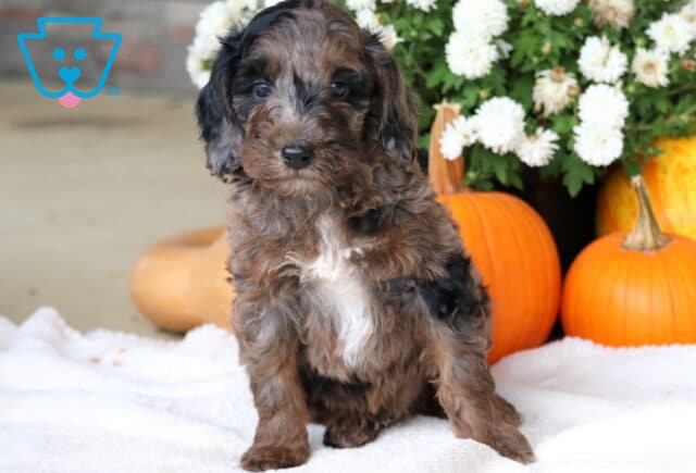 Cowboy Cockapoo2 image