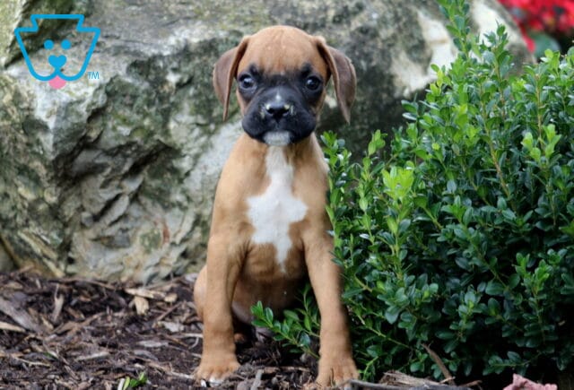 Fawn Boxer puppy with a white chest patch and black muzzle sitting upright on mulch, framed by green shrubs and a large rock behind. image