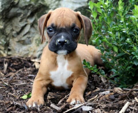 Adorable fawn Boxer puppy with a white chest patch lying on mulch beside a green shrub, gazing forward with a little dirt on its black muzzle.