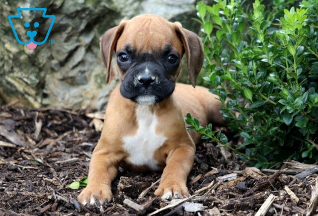Adorable fawn Boxer puppy with a white chest patch lying on mulch beside a green shrub, gazing forward with a little dirt on its black muzzle. image