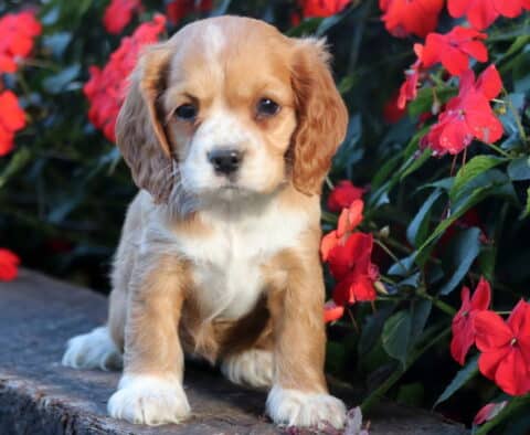 Adorable tan and white Cocker Spaniel puppy with floppy ears standing on a stone ledge surrounded by bright red flowers, looking curious and sweet.