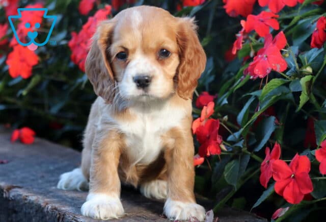 Adorable tan and white Cocker Spaniel puppy with floppy ears standing on a stone ledge surrounded by bright red flowers, looking curious and sweet. image