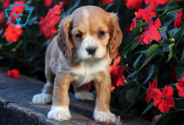 Charming tan and white Cocker Spaniel puppy with floppy ears standing on a stone ledge in front of bright red flowers, giving a curious gaze. image