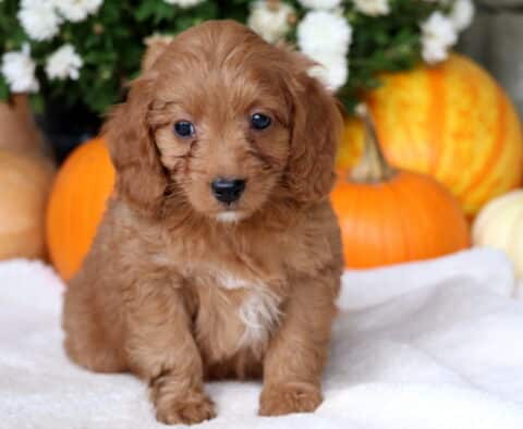 Crissy Cockapoo