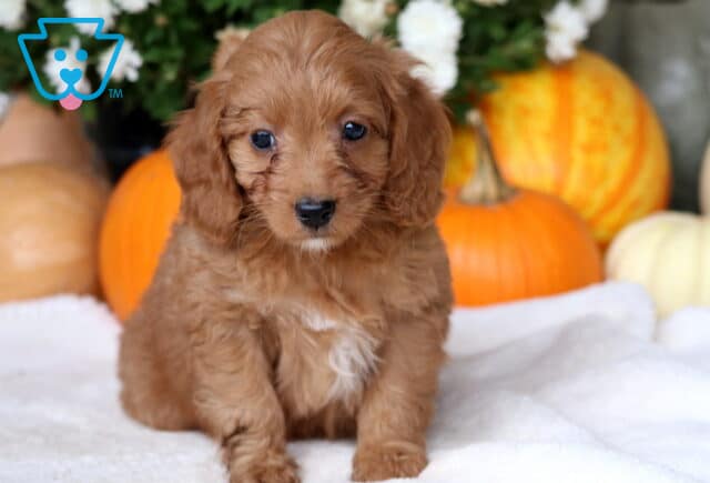 Crissy Cockapoo image