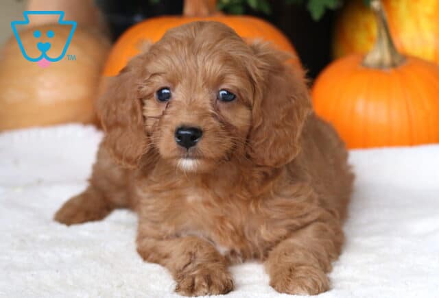 Crissy Cockapoo2 image