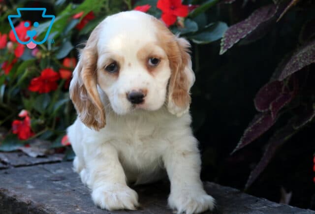 White and tan Cocker Spaniel puppy with long floppy ears standing on a stone ledge with red flowers in the background, gazing forward with a gentle look. image