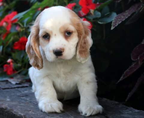 White and tan Cocker Spaniel puppy with floppy ears standing on a stone path surrounded by vibrant red flowers, looking sweet and gentle.