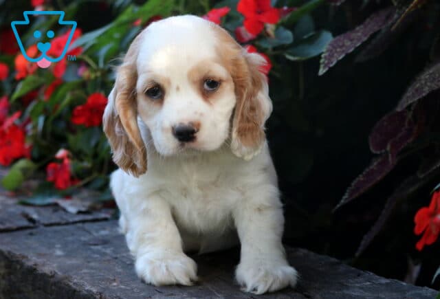 White and tan Cocker Spaniel puppy with floppy ears standing on a stone path surrounded by vibrant red flowers, looking sweet and gentle. image