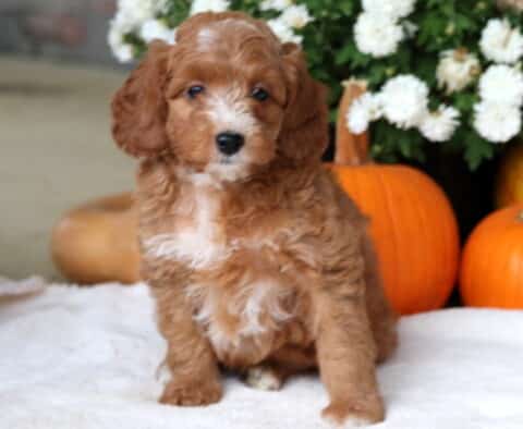 Cuddles Cockapoo