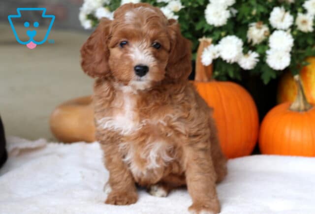 Cuddles Cockapoo image