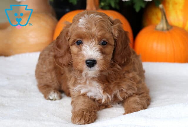 Cuddles Cockapoo2 image