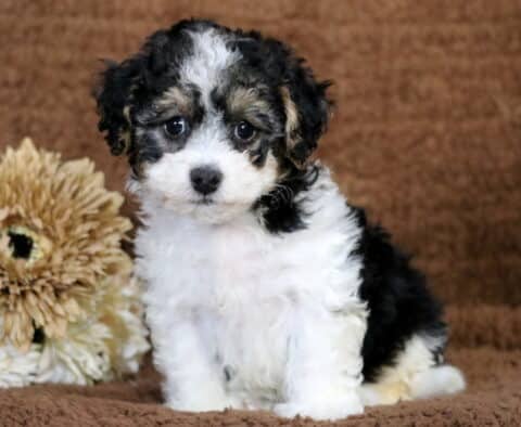 Cynthia Havavpoo Cynthia Havavpoo