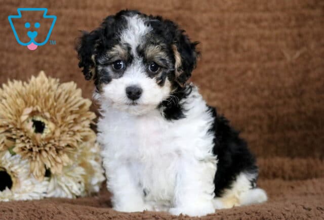 Cynthia Havavpoo image