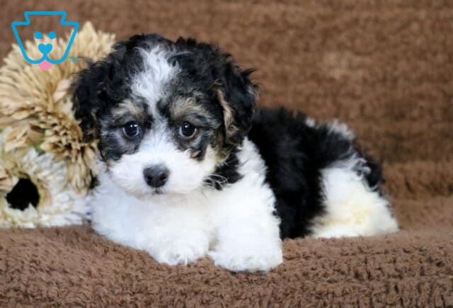 Cynthia Havavpoo2 image