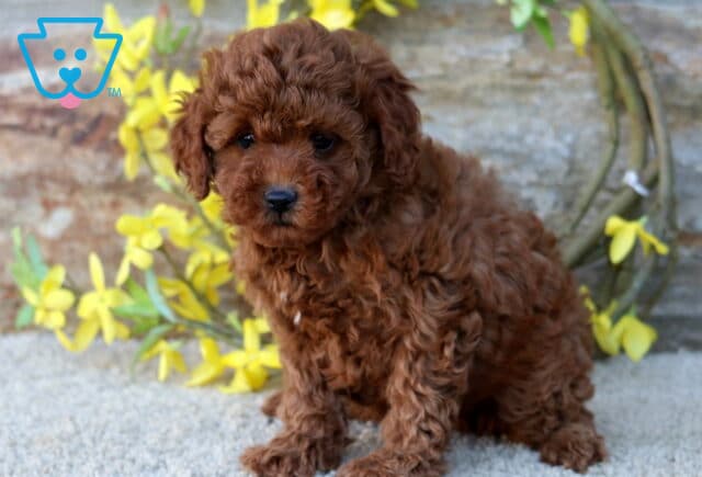 Darla Mini Poodle image