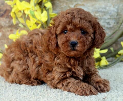 Darla Mini Poodle2