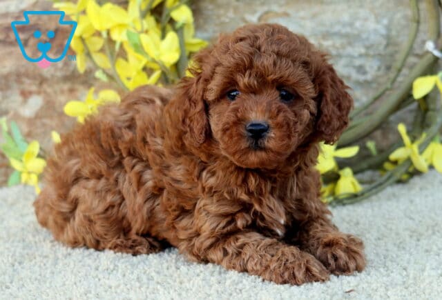 Darla Mini Poodle2 image