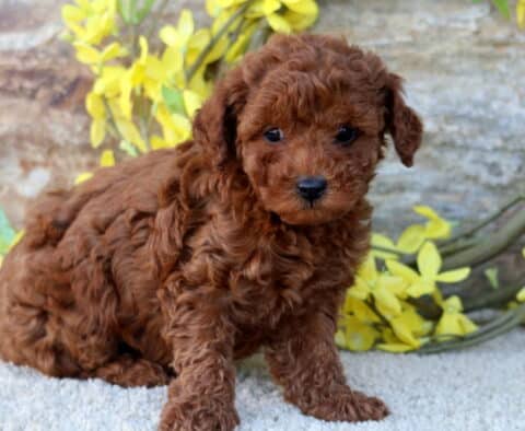 Destiny Mini Poodle2
