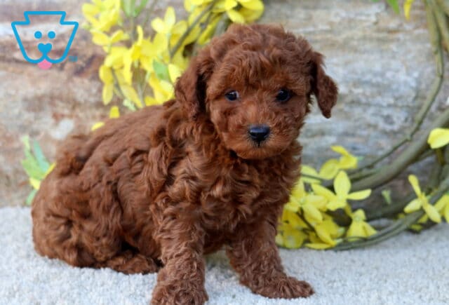 Fluffy red Mini Poodle puppy with curly fur sitting on a light carpet in front of a rustic wall and yellow floral wreath decoration. image