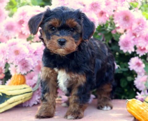Charming Yorkiepoo puppy with a fluffy black and tan coat and small white chest patch standing on a stone surface among bright pink flowers and yellow gourds.