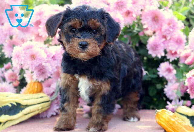 Charming Yorkiepoo puppy with a fluffy black and tan coat and small white chest patch standing on a stone surface among bright pink flowers and yellow gourds. image