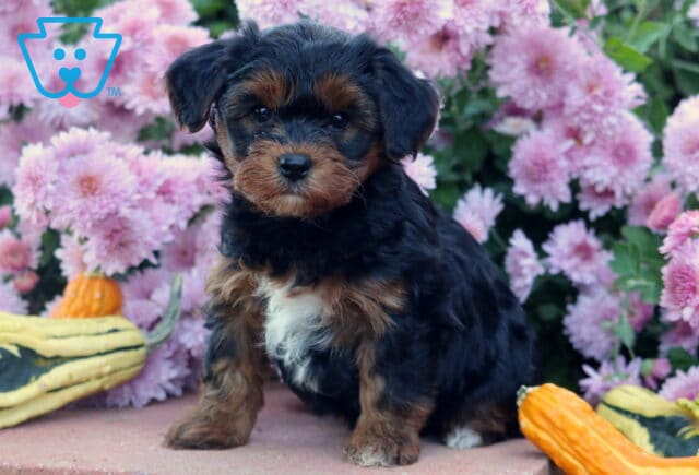 Adorable Yorkiepoo puppy with a wavy black and tan coat and white chest patch sitting among pink flowers and colorful gourds on a stone surface outdoors. image