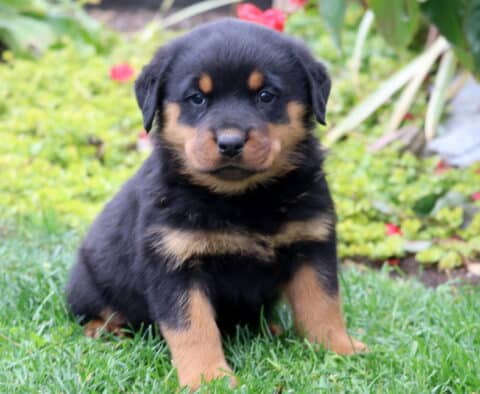Diamond Rottie Diamond Rottie