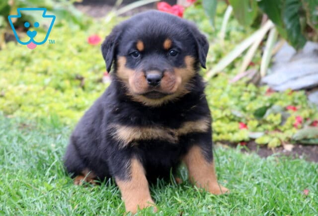 Diamond Rottie image