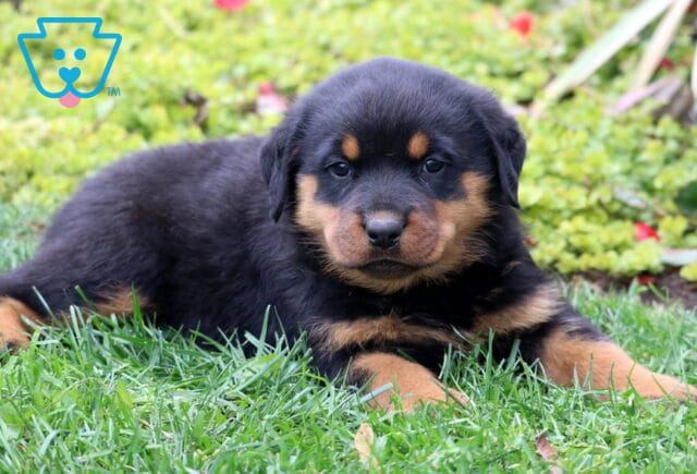 Diamond Rottie2 image