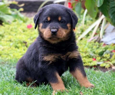 Dice Rottie Dice Rottie