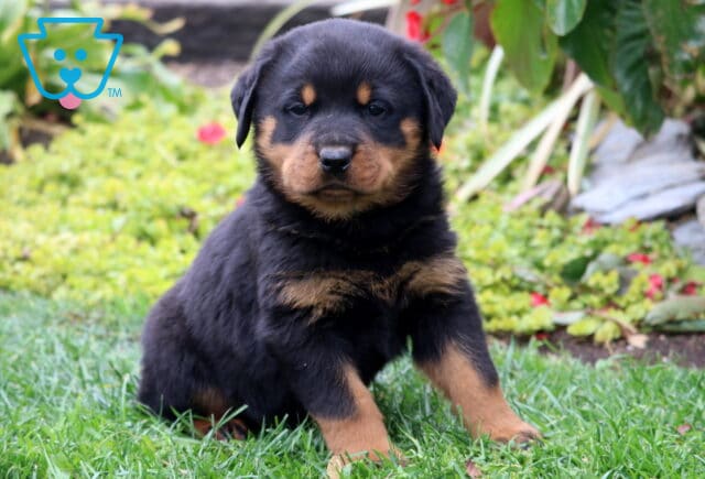 Dice Rottie image