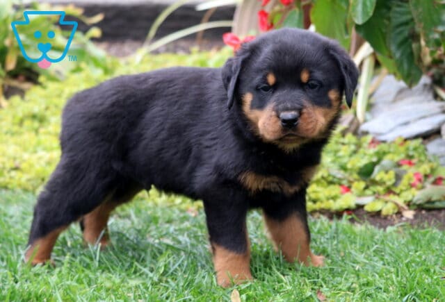 Dice Rottie2 image