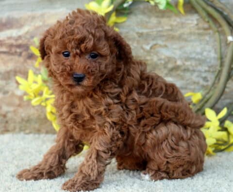 Dixie Mini Poodle2