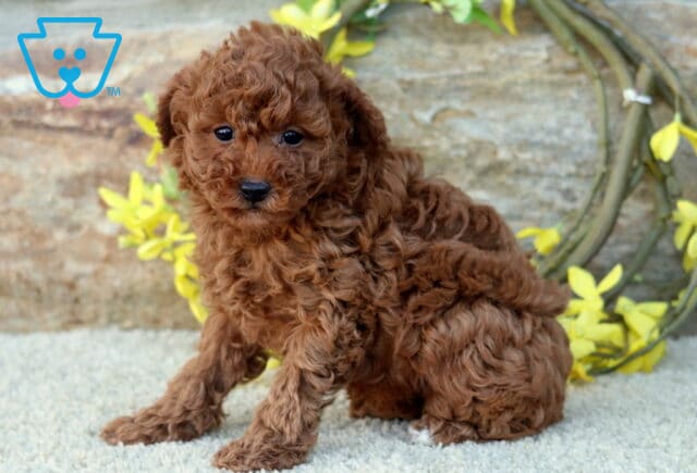 Adorable red Mini Poodle puppy with soft curly fur sitting on a carpet in front of a stone wall and yellow floral wreath. image