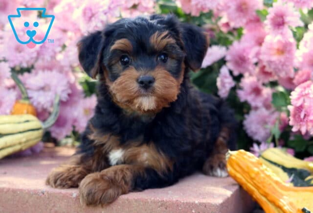 Sweet Yorkiepoo puppy with a fluffy black and tan coat and a white chest patch lying on a stone step surrounded by pink flowers and colorful decorative gourds. image