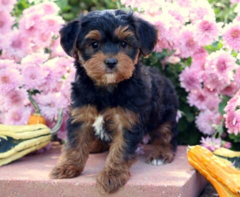 Playful Yorkiepoo puppy with a soft black and tan coat and small white chest marking standing on a stone ledge surrounded by bright pink flowers and decorative gourds.