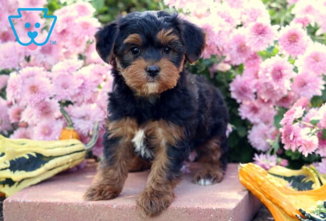 Playful Yorkiepoo puppy with a soft black and tan coat and small white chest marking standing on a stone ledge surrounded by bright pink flowers and decorative gourds. image