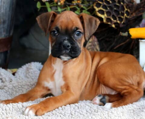 Domino Boxer