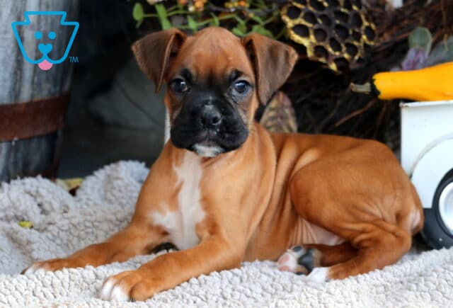 Domino Boxer image