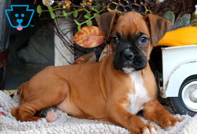 Domino Boxer2 image