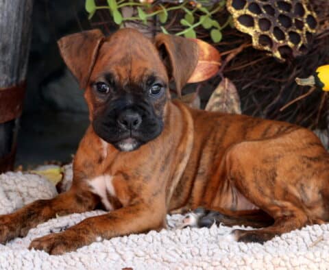 Dori Boxer
