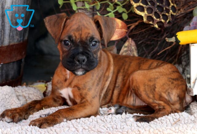 Dori Boxer image
