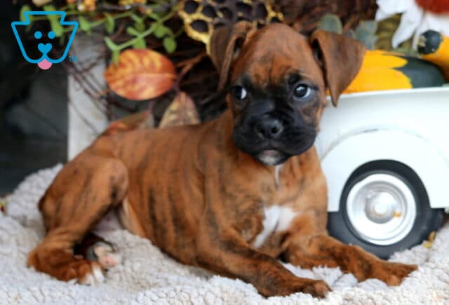 Dori Boxer2 image