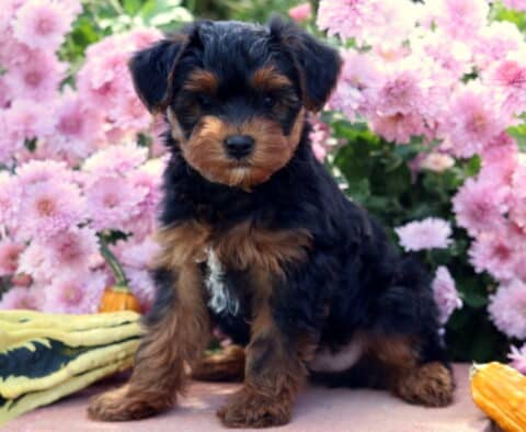 Adorable Yorkiepoo puppy with a soft black and tan coat and a small white chest patch sitting among pink flowers and decorative gourds, posing sweetly outdoors.