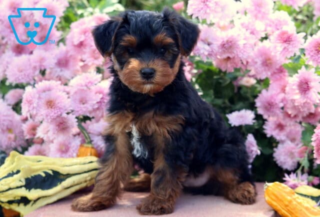 Adorable Yorkiepoo puppy with a soft black and tan coat and a small white chest patch sitting among pink flowers and decorative gourds, posing sweetly outdoors. image