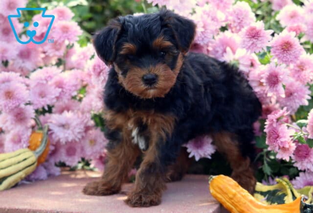 Tiny Yorkiepoo puppy with a shiny black and tan coat standing on a stone surface beside colorful gourds, surrounded by soft pink flowers in full bloom. image