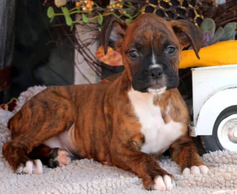 Dozer Boxer